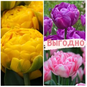 Красота в тройной выгоде! Только для любителей тюльпанов! в Омске