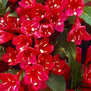Вейгела цветущая “Ред Принц” в Омске