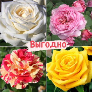 Набор Чайно-гибридные розы! в Омске