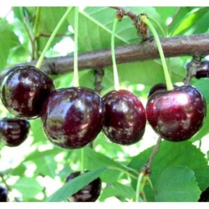 Саженцы вишни – Чудо-вишня в Омске