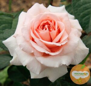 Роза чайно-гибридная  Амелия в Омске