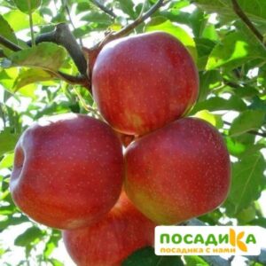 Яблоня Джонаголд в Омске