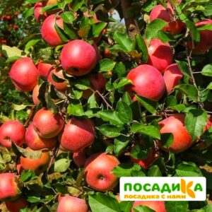Яблоня Фуджи в Омске