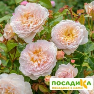 Роза плетистая Эмили Грей в Омске