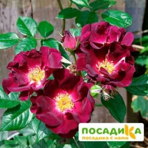 Роза плетистая  Найт Оул в Омске
