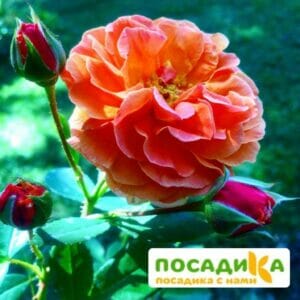 Роза Арабия купить по цене от 350.00р. в интернет-магазине «Посадика» с доставкой почтой в в Омске и по всей России – [изображение №1].