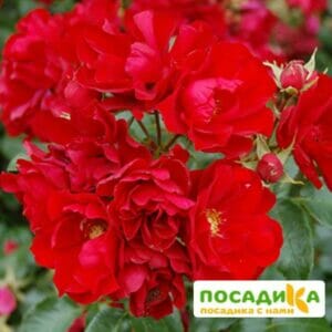 Роза Центро-Розе в Омске