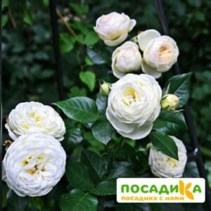 Роза Артемис в Омске