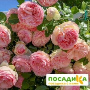 Роза плетистая Пьер де Ронсар в Омске