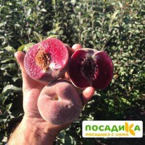 Персики с красной мякотью ЭРИТРОКАРПА в Омске