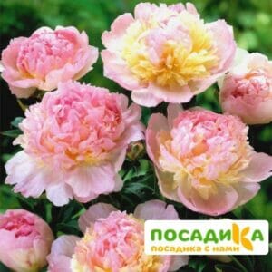 Пион Распберри Сандей (Paeonia Raspberry Sundae) купить по цене от 959р. в интернет-магазине «Посадика» с доставкой почтой в в Омске и по всей России – [изображение №1].