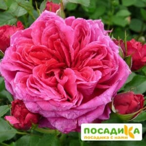 Шраб Роза Соул в Омске