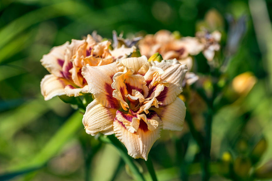 Особенности посадки лилейников в саду – лучшие советы профессиональных цветоводов