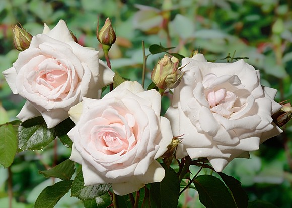 Раскрываем секреты выращивания плетистой розы Лебединое Озеро