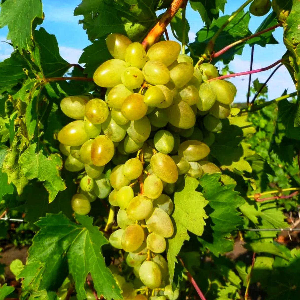 Выращиваем правильно столовый сорт винограда Аркадия