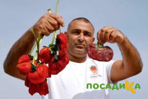 Клубника Гигант Джорнея купить по цене от 266р. в интернет-магазине «Посадика» с доставкой почтой в в Омске и по всей России – [изображение №1].