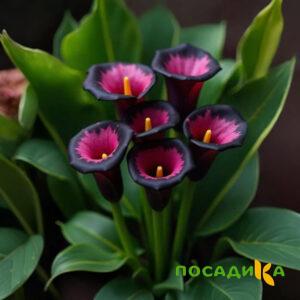 Калла Аура Лейс купить по цене от 400р. в интернет-магазине «Посадика» с доставкой почтой в в Омске и по всей России – [изображение №1].