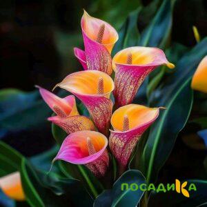 Калла Оникс купить по цене от 450р. в интернет-магазине «Посадика» с доставкой почтой в в Омске и по всей России – [изображение №1].