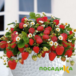 Клубника Рубиновый Шепот (горшечная) купить по цене от 240р. в интернет-магазине «Посадика» с доставкой почтой в в Омске и по всей России – [изображение №1].