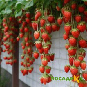 Клубника вьющаяся Комплимент купить по цене от 470р. в интернет-магазине «Посадика» с доставкой почтой в в Омске и по всей России – [изображение №1].