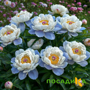 Пион акварельный Этюд купить по цене от 806р. в интернет-магазине «Посадика» с доставкой почтой в в Омске и по всей России – [изображение №1].