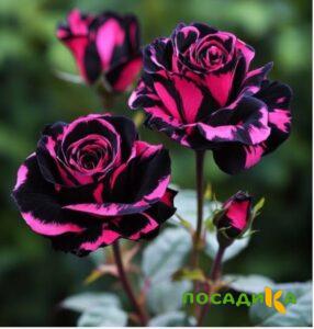 Роза Багровый Шепот купить по цене от 366р. в интернет-магазине «Посадика» с доставкой почтой в в Омске и по всей России – [изображение №1].