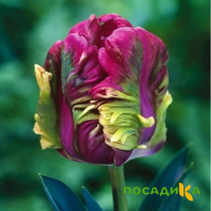Тюльпан Экзотик Хэвен купить по цене от 186р. в интернет-магазине «Посадика» с доставкой почтой в в Омске и по всей России – [изображение №1].