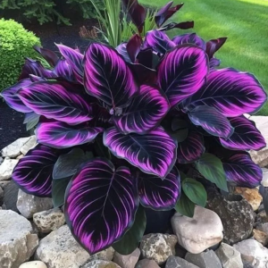 Хоста Люминоза купить по цене от 450р. в интернет-магазине «Посадика» с доставкой почтой в в Омске и по всей России – [изображение №1].