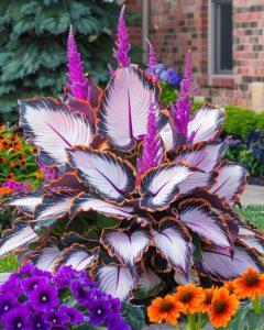 Хоста Кримэн Дрим купить по цене от 549р. в интернет-магазине «Посадика» с доставкой почтой в в Омске и по всей России – [изображение №1].