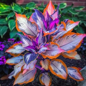 Хоста Эмеральд Тиара купить по цене от 602р. в интернет-магазине «Посадика» с доставкой почтой в в Омске и по всей России – [изображение №1].