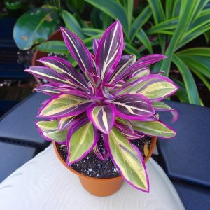 Хоста Сильвер Стик купить по цене от 650р. в интернет-магазине «Посадика» с доставкой почтой в в Омске и по всей России – [изображение №1].