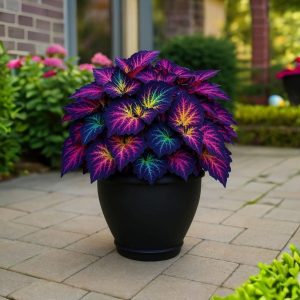 Хоста Фрости Блю купить по цене от 389р. в интернет-магазине «Посадика» с доставкой почтой в в Омске и по всей России – [изображение №1].