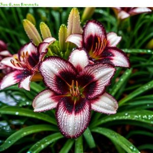 Лилейник Крим Сикл купить по цене от 799р. в интернет-магазине «Посадика» с доставкой почтой в в Омске и по всей России – [изображение №1].