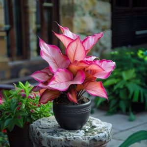 Хоста Розовая Симфония купить по цене от 800р. в интернет-магазине «Посадика» с доставкой почтой в в Омске и по всей России – [изображение №1].