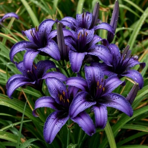 Лилейник Блю Айрис купить по цене от 324р. в интернет-магазине «Посадика» с доставкой почтой в в Омске и по всей России – [изображение №1].