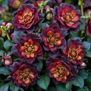 Морозник Сноу Дроп купить по цене от 348р. в интернет-магазине «Посадика» с доставкой почтой в в Омске и по всей России – [изображение №1].