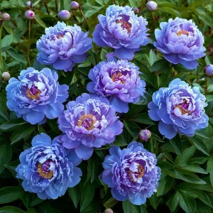 Пион Голубой лотос купить по цене от 590р. в интернет-магазине «Посадика» с доставкой почтой в в Омске и по всей России – [изображение №1].