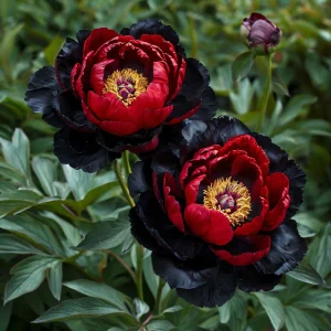 Пион Эбеновый Рубин купить по цене от 419р. в интернет-магазине «Посадика» с доставкой почтой в в Омске и по всей России – [изображение №1].