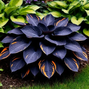 Хоста Умбра купить по цене от 349р. в интернет-магазине «Посадика» с доставкой почтой в в Омске и по всей России – [изображение №1].