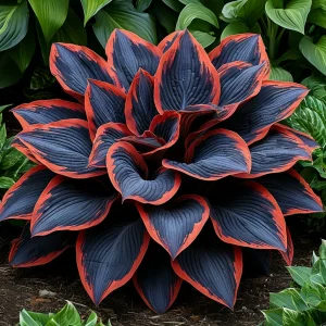 Хоста Солнечный Агат купить по цене от 440р. в интернет-магазине «Посадика» с доставкой почтой в в Омске и по всей России – [изображение №1].