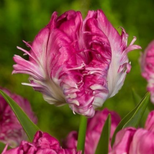 Тюльпан махровый Кул Кристал купить по цене от 400р. в интернет-магазине «Посадика» с доставкой почтой в в Омске и по всей России – [изображение №1].