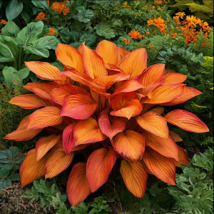 Хоста Солнечный Нектар купить по цене от 605р. в интернет-магазине «Посадика» с доставкой почтой в в Омске и по всей России – [изображение №1].