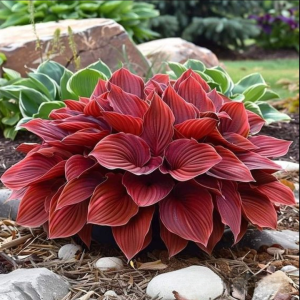 Хоста Рэд Эйнджл купить по цене от 549р. в интернет-магазине «Посадика» с доставкой почтой в в Омске и по всей России – [изображение №1].