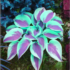 Хоста Висперин Бьюти купить по цене от 379р. в интернет-магазине «Посадика» с доставкой почтой в в Омске и по всей России – [изображение №1].