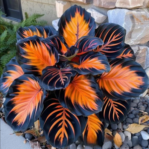 Хоста Сикрет Форест купить по цене от 601р. в интернет-магазине «Посадика» с доставкой почтой в в Омске и по всей России – [изображение №1].