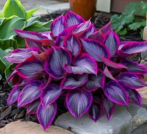 Хоста Сикрет Гарденс купить по цене от 549р. в интернет-магазине «Посадика» с доставкой почтой в в Омске и по всей России – [изображение №1].