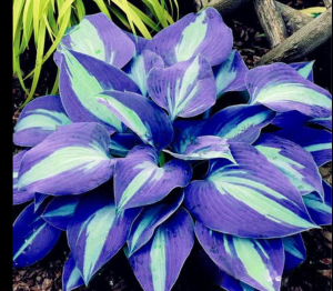 Хоста Аурелия купить по цене от 450р. в интернет-магазине «Посадика» с доставкой почтой в в Омске и по всей России – [изображение №1].